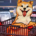 Why is Dogecoin price up today?