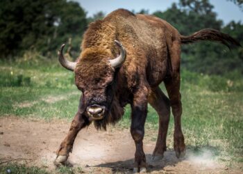 MKR Records Higher Gains As Market Turns Red, What’s Behind It