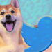 Dogecoin spikes 6% following Twitter’s new move