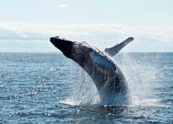 Ethereum Whale Transfers Over 25,000 ETH To Exchange: Massive Dip On The Horizon?