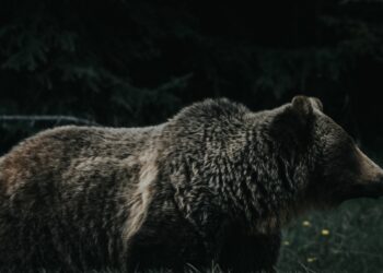 Dark Days Ahead As $29,200 Support Fails