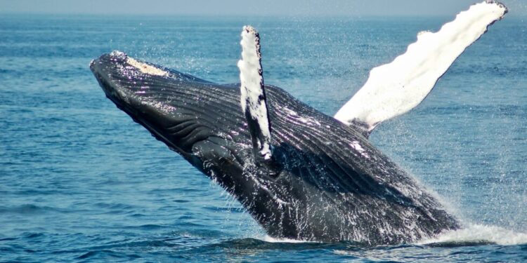 Ethereum Whales Buy $425M Inside 24 Hours, Rebound Soon?