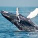 Ethereum Whales Buy $425M Inside 24 Hours, Rebound Soon?