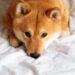Dogecoin In A Dire Position As Daily Active Addresses Drop Drastically