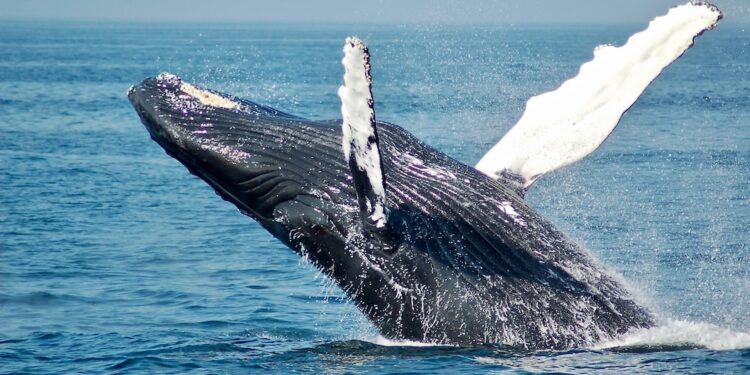 Bitcoin Price At Risk? Whale Transfers $137 Million In BTC After 3-Year Dormancy