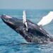 Bitcoin Price At Risk? Whale Transfers $137 Million In BTC After 3-Year Dormancy