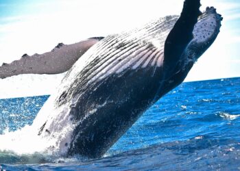 Whales Move $30 Million Worth Of XRP To Exchanges