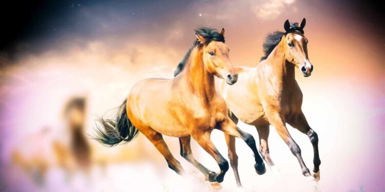 Como Apostar em Corridas de Cavalo no BC.GAME?