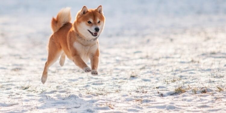 Dog-themed memecoins are pawing their way back into investors’ hearts