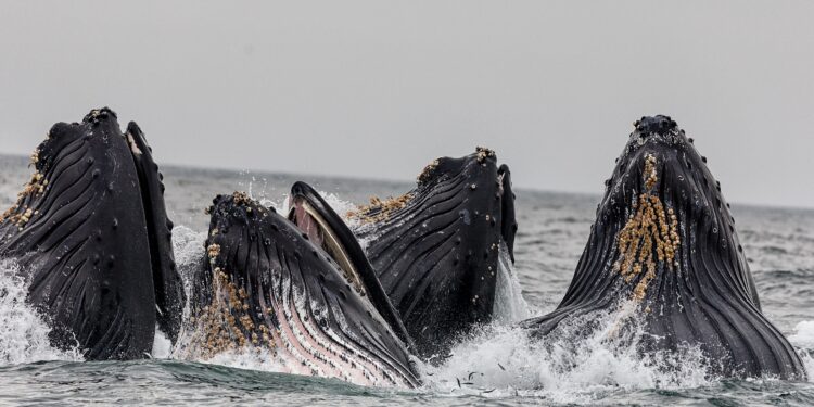 Ethereum Top 10 Whales Now Control 41 Million ETH, A Record