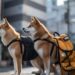 How are DOGE, SHIB faring as markets cheer for ETFs