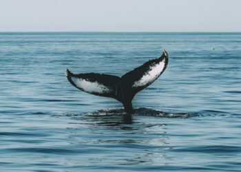 These Are The Ethereum Altcoins Witnessing High Whale Interest