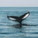 These Are The Ethereum Altcoins Witnessing High Whale Interest